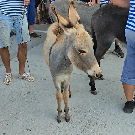 Pelicaric Dugi Otok Apartment Sali