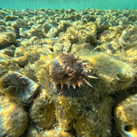 Apartment Pelicaric Dugi Otok