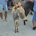 Pelicaric Dugi Otok Daire Sali