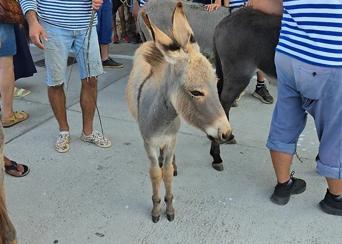 Pelicaric Dugi Otok Διαμέρισμα Sali
