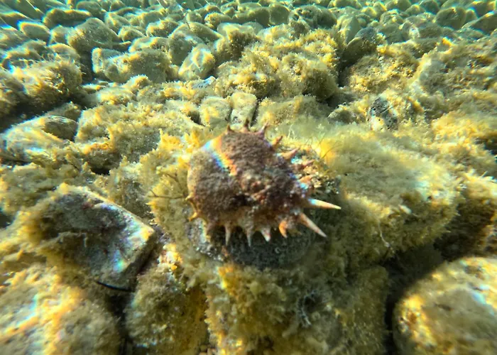 Διαμέρισμα Pelicaric Dugi Otok